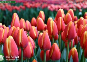Tulipa Worlds Friend ® (3)